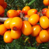 Саженец Облепиха Мария Брувеле (женская) в контейнере